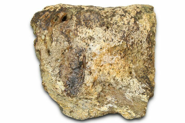 Dinosaur (Triceratops) Frill Shield Section - Wyoming #371532
